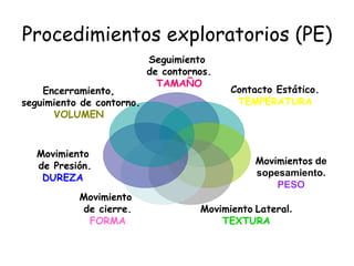 Procedimientos exploratorios (PE) Seguimiento de contornos. TAMAÑO Contacto Estático. TEMPERATURA Movimientos  de sopesamiento.  PESO Movimiento   Lateral . TEXTURA Movimiento  de cierre. FORMA Movimiento de Presión. DUREZA Encerramiento, seguimiento de contorno. VOLUMEN 