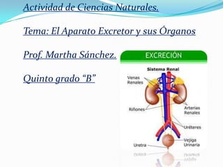 Actividad de Ciencias Naturales.

Tema: El Aparato Excretor y sus Órganos

Prof. Martha Sánchez.

Quinto grado “B”
 