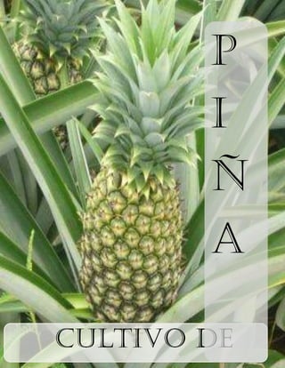 Cultivo De Piña- Ananas Comosus
Cultivo de
P
I
Ñ
A
 