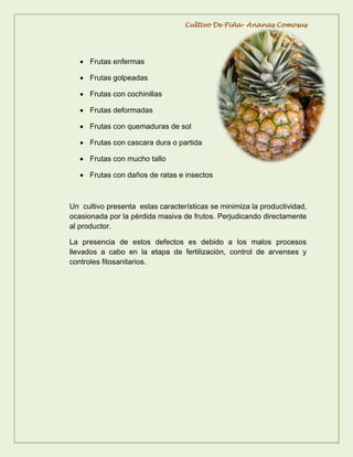 Actividad de reconocimiento del cultivo de piña | PDF