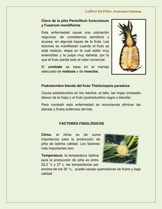 Actividad de reconocimiento del cultivo de piña | PDF