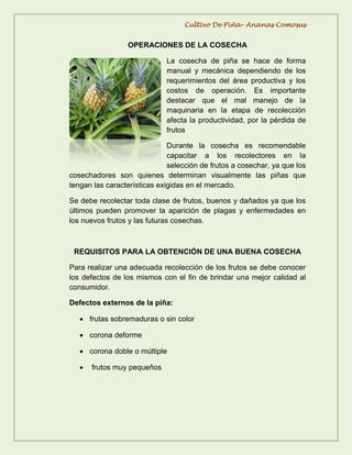Actividad de reconocimiento del cultivo de piña | PDF