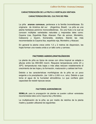 Actividad de reconocimiento del cultivo de piña | PDF