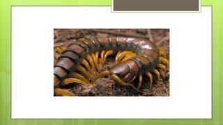 Actividad de recordar