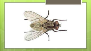 Actividad de recordar