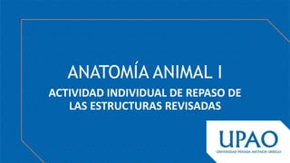ANATOMÍA ANIMAL I
ACTIVIDAD INDIVIDUAL DE REPASO DE
LAS ESTRUCTURAS REVISADAS
 