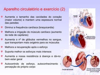 Aumenta o tamanho das cavidades do coração (maior volume) e mantem uma espessura normal das paredes Diminui a frequência cardíaca (braquicardia) Melhora a irrigação do músculo cardíaco (aumento da rede de capilares) Aumenta o nº de glóbulos vermelhos no sangue, que transportam mais oxigénio para os músculos Melhora a recuperação após o esforço Suporta melhor os esforços mais intensos Aumenta a nossa resistência à doença e dá-nos bem estar geral Autocontrolo de esforço, autoconhecimento e percepção do próprio corpo Aparelho circulatório e exercício (2) 