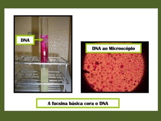 Actividade laboratorial "Extracção do DNA do kiwi"