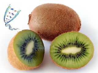 Actividade laboratorial "Extracção do DNA do kiwi"