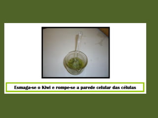 Actividade laboratorial "Extracção do DNA do kiwi"