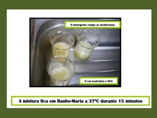 Actividade laboratorial "Extracção do DNA do kiwi"