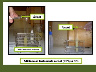 Actividade laboratorial "Extracção do DNA do kiwi"