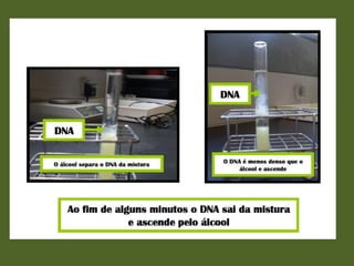 Actividade laboratorial "Extracção do DNA do kiwi"
