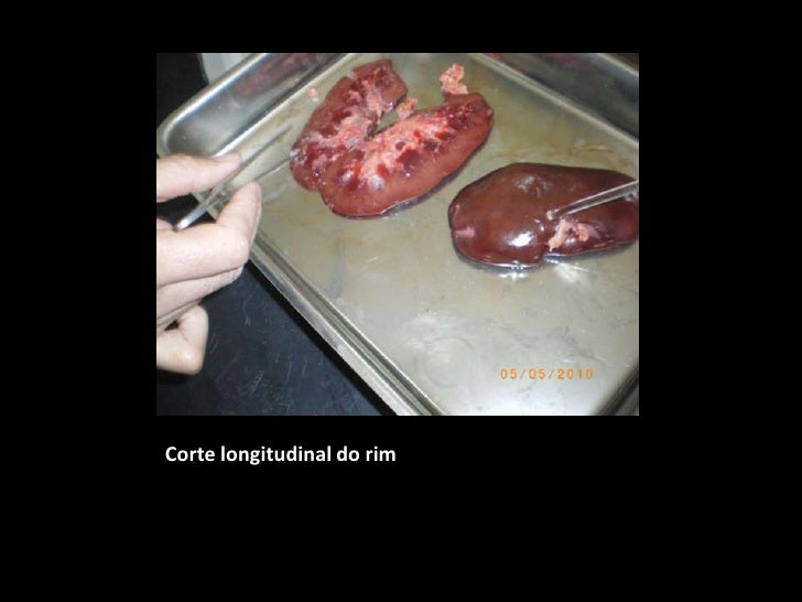 Actividade laboratorial - observação do rim de um mamífero