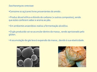 Saccharomyces cerevisae:

•Consome os açúcares livres provenientes do amido .

• Produz álcool etílico e dióxido de carbono ( e outros compostos), sendo
que estes conferem sabor e aroma ao pão.

• Em ambientes anaeróbios realiza a fermentação alcoólica.

• O gás produzido vai-se acumular dentro da massa , sendo aprisionado pelo
glúten.

• A acumulação do gás leva à expansão da massa , devido à sua elasticidade.
 