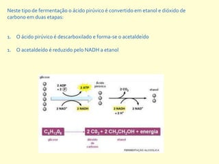 Neste tipo de fermentação o ácido pirúvico é convertido em etanol e dióxido de
carbono em duas etapas:


1. O ácido pirúvico é descarboxilado e forma-se o acetaldeído

1. O acetaldeído é reduzido pelo NADH a etanol
 