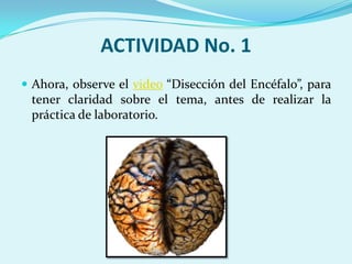ACTIVIDAD No. 1
 Ahora, observe el video “Disección del Encéfalo”, para
 tener claridad sobre el tema, antes de realizar la
 práctica de laboratorio.
 