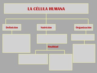LA CÉLULA HUMANA
Definición Nutrición Organización
finalidad
 