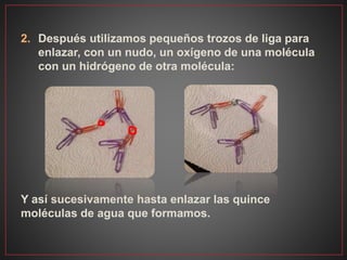 2. Después utilizamos pequeños trozos de liga para
enlazar, con un nudo, un oxígeno de una molécula
con un hidrógeno de otra molécula:
Y así sucesivamente hasta enlazar las quince
moléculas de agua que formamos.
 