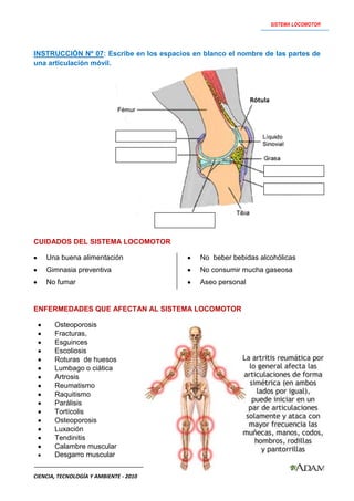 Actividades   sistema locomotor