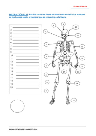 Actividades   sistema locomotor