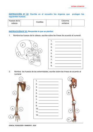 Actividades   sistema locomotor