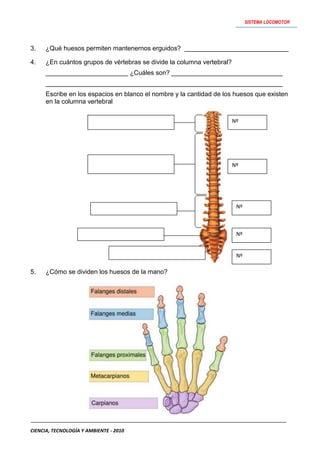 Actividades   sistema locomotor