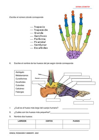 Actividades   sistema locomotor