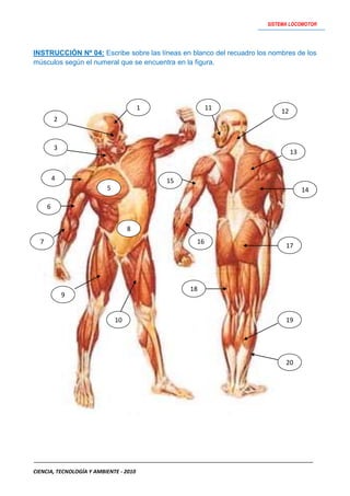 Actividades   sistema locomotor
