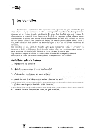 Los camellos
COLEGIO SAN AGUSTÍN VALLADOLID ACTIVIDADES DE VERANO página 3
Los camellos
Los desiertos son enormes extensiones de arena y piedras sin agua y calcinadas por
el sol. En estos lugares en los que la vida parece imposible, vive el camello. Para poder vivir
acumula en el vientre grandes cantidades de agua. Sus jorobas son una reserva de
alimentos que le permite ir de un lugar a otro del desierto, en donde no hay más que arena,
sin necesidad de comer. Este animal tan bien adaptado a terrenos muy grandes sin hierba
ni agua, puede soportar una semana sin beber y un largo viaje sin apenas comer. Junto a
ello, estos animales son capaces de descubrir agua a más de cincuenta kilómetros de
distancia.
Los camellos se han utilizado durante siglos para transportar, cargar y atravesar en
caravana el desierto. El hombre del desierto ha podido sobrevivir y encontrar agua gracias a
estos animales. El camello le ha dado carne, leche, pieles y pelo para tejer.
Hoy en día las largas caravanas de camellos van siendo sustituidas por los rápidos
camiones que hacen los mismos recorridos que antes realizaban los camellos.
Actividades sobre la lectura.
1.- ¿Dónde viven los camellos?
…………………………………………………………………………………………………...
2.- ¿Qué alimentos consigue el hombre del camello?
…………………………………………………………………………………………………...
3.- ¿Cuántos días puede pasar sin comer ni beber?
…………………………………………………………………………………………………...
4.- ¿A qué distancia dice la lectura que pueden saber que hay agua?
…………………………………………………………………………………………………...
5.- ¿Qué está sustituyendo al camello en los desiertos?
…………………………………………………………………………………………………...
6.- Dibuja un desierto todo lleno de arena, sin agua ni árboles.
1
 