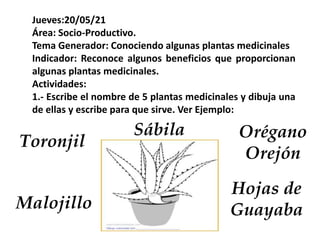 Jueves:20/05/21
Área: Socio-Productivo.
Tema Generador: Conociendo algunas plantas medicinales
Indicador: Reconoce algunos beneficios que proporcionan
algunas plantas medicinales.
Actividades:
1.- Escribe el nombre de 5 plantas medicinales y dibuja una
de ellas y escribe para que sirve. Ver Ejemplo:
Toronjil
Hojas de
Guayaba
Malojillo
Sábila Orégano
Orejón
 