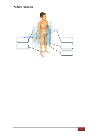 Anatomía Radiológica
3
Plano coronal
 