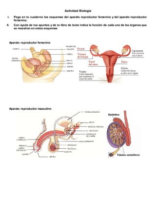 Actividad Biología
I. Pega en tu cuaderno los esquemas del aparato reproductor femenino y del aparato reproductor
femenino.
II. Con ayuda de tus apuntes y de tu libro de texto indica la función de cada uno de los órganos que
se muestran en estos esquemas
Aparato reproductor femenino
Aparato reproductor masculino
 