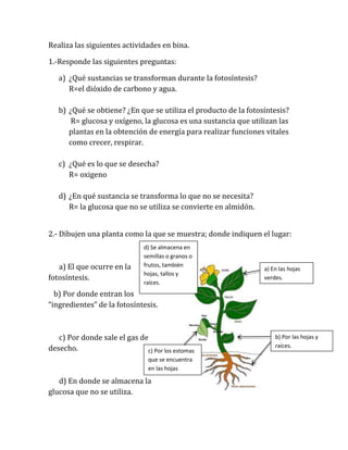Realiza las siguientes actividades en bina.

1.-Responde las siguientes preguntas:

   a) ¿Qué sustancias se transforman durante la fotosíntesis?
      R=el dióxido de carbono y agua.

   b) ¿Qué se obtiene? ¿En que se utiliza el producto de la fotosíntesis?
       R= glucosa y oxígeno, la glucosa es una sustancia que utilizan las
      plantas en la obtención de energía para realizar funciones vitales
      como crecer, respirar.

   c) ¿Qué es lo que se desecha?
      R= oxigeno

   d) ¿En qué sustancia se transforma lo que no se necesita?
      R= la glucosa que no se utiliza se convierte en almidón.


2.- Dibujen una planta como la que se muestra; donde indiquen el lugar:
                               d) Se almacena en
                               semillas o granos o
   a) El que ocurre en la      frutos, también
                                                                 a) En las hojas
                               hojas, tallos y
fotosíntesis.                                                    verdes.
                               raíces.
  b) Por donde entran los
“ingredientes” de la fotosíntesis.



   c) Por donde sale el gas de                                       b) Por las hojas y
desecho.                                                             raíces.
                              c) Por los estomas
                                que se encuentra
                                en las hojas

   d) En donde se almacena la
glucosa que no se utiliza.
 