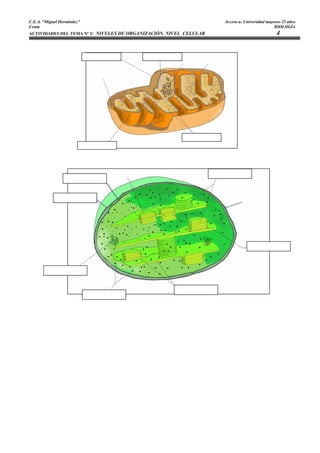 C.E.A. “Miguel Hernández”                                           Acceso a: Universidad mayores 25 años
Ceuta                                                                                         BIOLOGÍA
ACTIVIDADES DEL TEMA Nº 2: NIVELES DE ORGANIZACIÓN. NIVEL CELULAR                              4
 