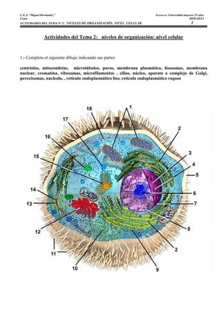 C.E.A. “Miguel Hernández”                                           Acceso a: Universidad mayores 25 años
Ceuta                                                                                         BIOLOGÍA
ACTIVIDADES DEL TEMA Nº 2: NIVELES DE ORGANIZACIÓN. NIVEL CELULAR                              1


                 Actividades del Tema 2: niveles de organización: nivel celular


1.- Completa el siguiente dibujo indicando sus partes:

centriolos, mitocondrias, microtúbulos, poros, membrana plasmática, lisosomas, membrana
nuclear, cromatina, ribosomas, microfilamentos , cilios, núcleo, aparato o complejo de Golgi,
peroxisomas, nucleolo, , retículo endoplasmático liso, retículo endoplasmático rugoso
 