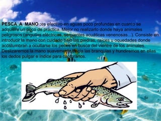 PESCA A MANO :es efectivo en aguas poco profundas en cuanto se
adquiere un poco de práctica. Mejor no realizarlo donde haya animales
peligrosos (anguilas eléctricas, serpientes acuáticas venenosas...). Consiste en
introducir la mano con cuidado bajo las piedras, raíces u oquedades donde
acostumbran a ocultarse los peces en busca del vientre de los animales.
Deslizaremos la mano suavemente hacia las branquias y hundiremos en ellas
los dedos pulgar e índice para capturarlos.

 