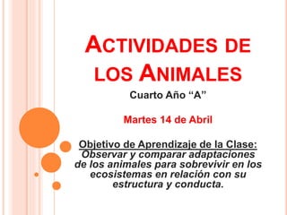 ACTIVIDADES DE
LOS ANIMALES
Cuarto Año “A”
Martes 14 de Abril
Objetivo de Aprendizaje de la Clase:
Observar y comparar adaptaciones
de los animales para sobrevivir en los
ecosistemas en relación con su
estructura y conducta.
 