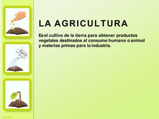 LA AGRICULTURA
Esel cultivo de la tierra para obtener productos
vegetales destinados al consumo humano o animal
y materias primas para la industria.
 