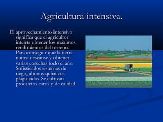 Agricultura intensiva.
El aprovechamiento intensivo
   significa que el agricultor
   intenta obtener los máximos
   rendimientos del terreno.
   Para conseguir que la tierra
   nunca descanse y obtener
   varias cosechas todo el año.
   Sofisticados sistemas de
   riego, abonos químicos,
   plaguicidas. Se cultivan
   productos caros y de calidad.
 