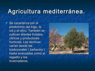 Agricultura mediterránea.
   Se caracteriza por el
    predominio del trigo, la
    vid y el olivo. También se
    cultivan árboles frutales,
    cítricos y productores
    hortícola. Las técnicas
    varían desde las
    tradicionales ( barbecho )
    hasta avanzadas como el
    regadío y los
    invernaderos.
 