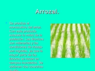Arrozal.
   Se practica el
    monocultivo del arroz.
    Con este producto
    subsiste la mitad de la
    población. Las técnicas
    son milenarias y las
    condiciones de trabajo
    son ingratas, ya que la
    mayor parte de las
    labores se hacen en
    campos inundados. Se
    obtienen dos cosechas
 
