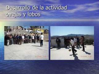 Desarrollo de la actividad  ovejas  y lobos 