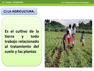 VI- Unidad : GEOGRAFÍA

C) LA AGRICULTURA:

Es el cultivo de la
tierra
y
todo
trabajo relacionado
al tratamiento del
suelo y las plantas

I.E.P «Nuestra Señora de Guadalupe»

 