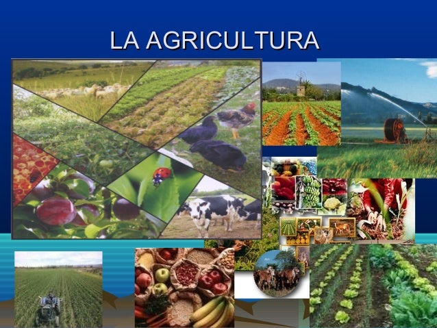 Actividades económicas
