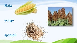 Maíz
sorgo
ajonjolí
 