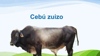 Cebú zuizo
 