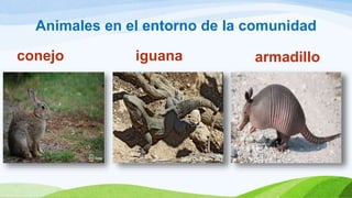 Animales en el entorno de la comunidad
conejo iguana armadillo
 