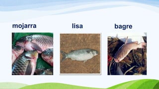 mojarra lisa bagre
 
