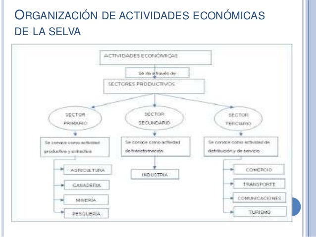 Actividades Económica de la selva